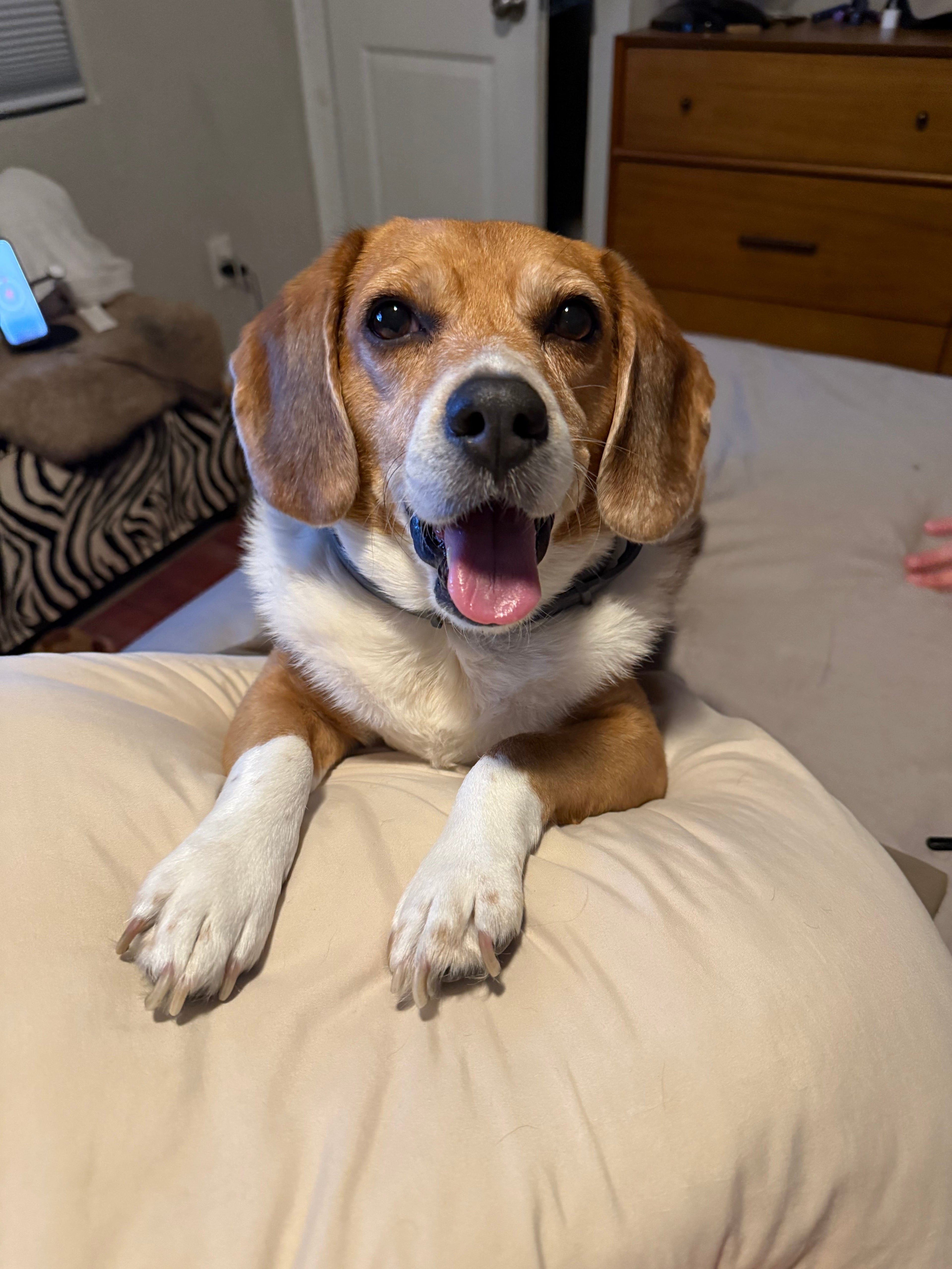 Nothing Better Than a Happy Beagle